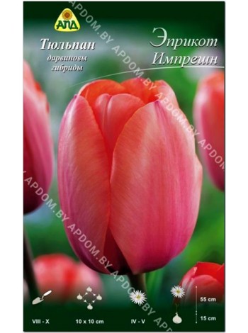 Тюльпан Эприкот Импрешн (Tulipa Apricot Impression)