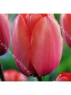 Тюльпан Эприкот Импрешн (Tulipa Apricot Impression)