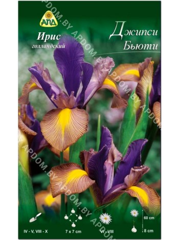 Ирис голландский Джипси Бьюти (Iris hollandica Gipsy Beauty)