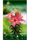 Лилия Розалинн (Lilium asiatic pot Rosalynn)