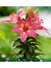 Лилия Розалинн (Lilium asiatic pot Rosalynn)