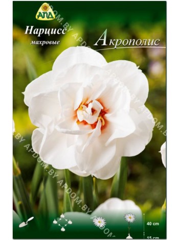 Нарцисс Акрополис (Narcissus Acropolis)