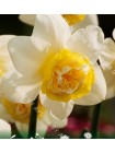 Нарцисс Попай (Narcissus Popeye)