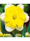 Нарцисс Фрилез (Narcissus Frileuse)