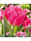 Тюльпан Даллас (Tulipa Dallas)