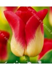 Тюльпан Матч (Tulipa Match)