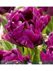 Тюльпан Пепл Пиони (Tulipa Purple Peony)