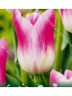 Тюльпан Роял Тен (Tulipa Royal Ten)