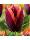 Тюльпан Слава (Tulipa Slawa)