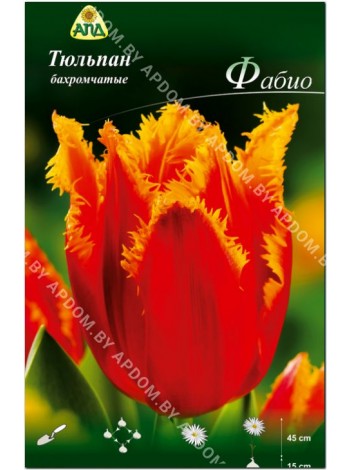 Тюльпан Фабио (Tulipa Fabio)