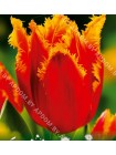 Тюльпан Фабио (Tulipa Fabio)