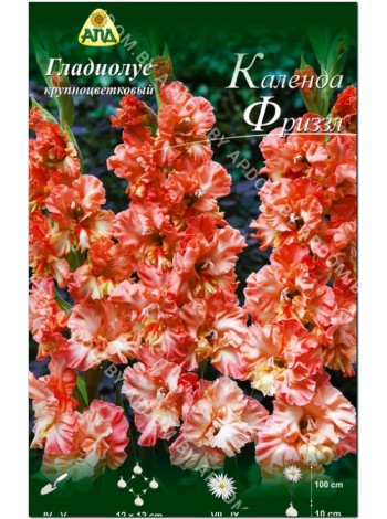 Гладиолус Календа Фриззл (Gladiolus Calendar Frizzle)