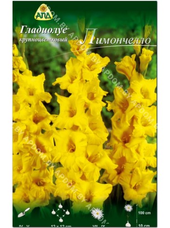 Гладиолус Лимончелло (Gladiolus Limoncello)
