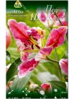 Лилия Перрот Пинк Кариба (Lilium oriental Parrot Pink Cariba)