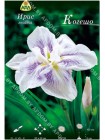 Ирис энсата Когешо (Iris ensata Kogesho)