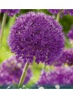 Лук декоративный Пепл Сенсейшн (Allium aflatunense Purple Sensation)