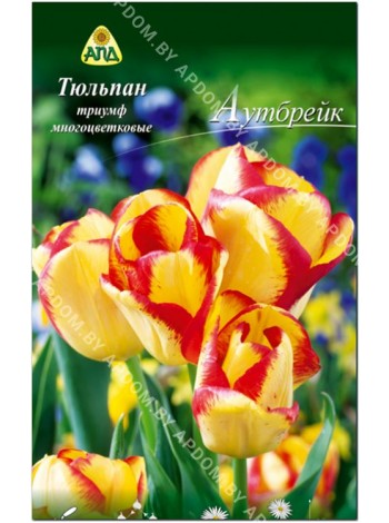 Тюльпан Аутбрейк (Tulipa Outbreak)