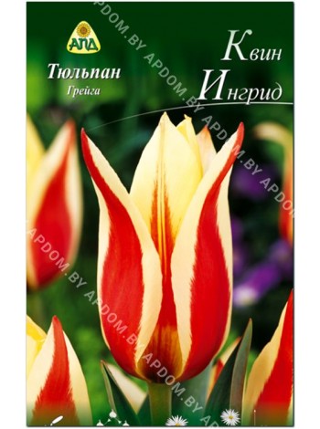 Тюльпан Квин Ингрид (Tulipa Queen Ingrid)