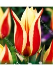 Тюльпан Квин Ингрид (Tulipa Queen Ingrid)