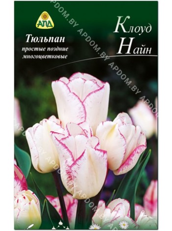 Тюльпан Клоуд Найн (Tulipa Cloud Nine)