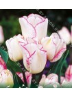 Тюльпан Клоуд Найн (Tulipa Cloud Nine)
