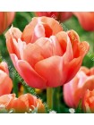Тюльпан Ментон Экзотик (Tulipa Menton Exotic)