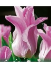 Тюльпан Мисс Элеганс (Tulipa Miss Elegance)