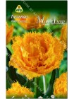 Тюльпан Мон Амур (Tulipa Mon Amour)