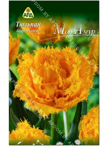 Тюльпан Мон Амур (Tulipa Mon Amour)