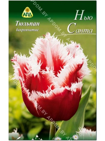 Тюльпан Нью Санта (Tulipa New Santa)