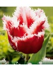Тюльпан Нью Санта (Tulipa New Santa)