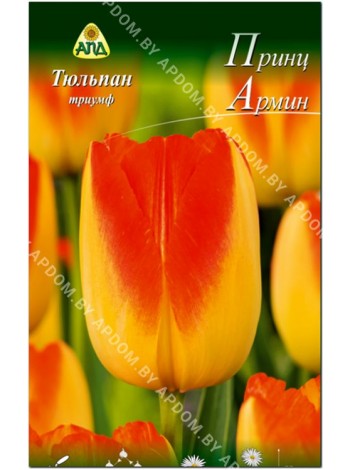 Тюльпан Принц Армин (Tulipa Prinz Armin)