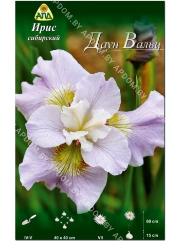 Ирис сибирский Даун Вальц (Iris sibirica Dawn Waltz)