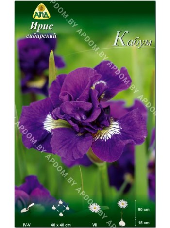 Ирис сибирский Кабум (Iris sibirica Kaboom)