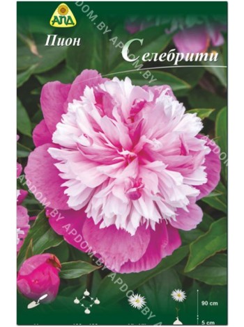 Пион Селебрити (Paeonia lactiflora Celebrity)