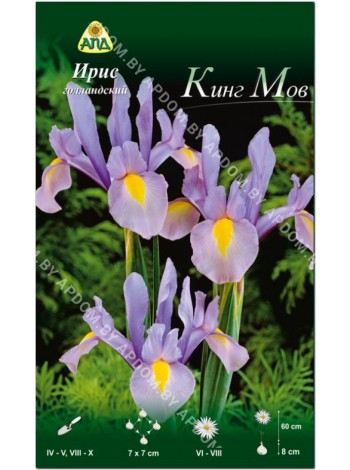 Ирис голландский Кинг Мов (Iris hollandica King Mauve)