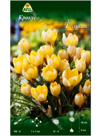 Крокус Романс (Crocus chrysanthus Romance)