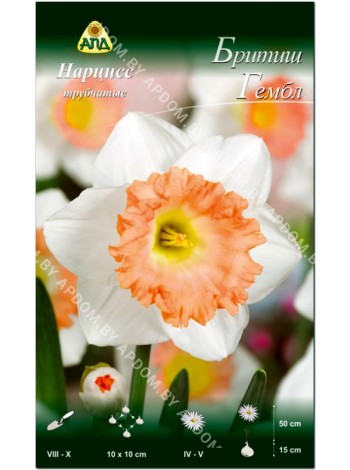 Нарцисс Бритиш Гембл (Narcissus British Gamble)