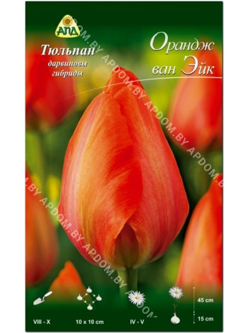 Тюльпан Орандж ван Эйк (Tulipa Orange van Eijk)