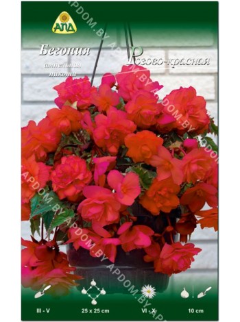 Бегония ампельная пикоти Розово-красная (Begonia Hanging Basket pendula picotee)