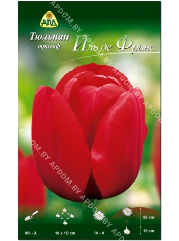 Тюльпан Иль де Франс (Tulipa Ile de France)