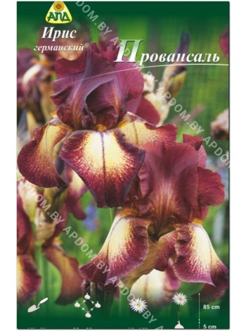 Ирис германский Провансаль (Iris germanica Provencal)