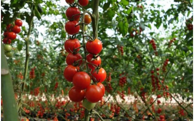 Выращивание томатов в открытом грунте.