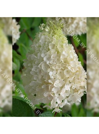 Гортензия метельчатая Киушу (Hydrangea paniculata Kyushu)