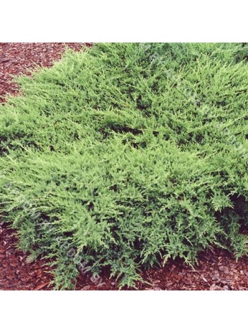 Можжевельник средний Пфитцериана Компакта (Juniperus x pfitzeriana Pfitzeriana Compacta)
