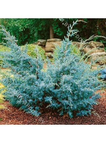 Можжевельник китайский Блю Альпс (Juniperus chinensis Blue Alps)