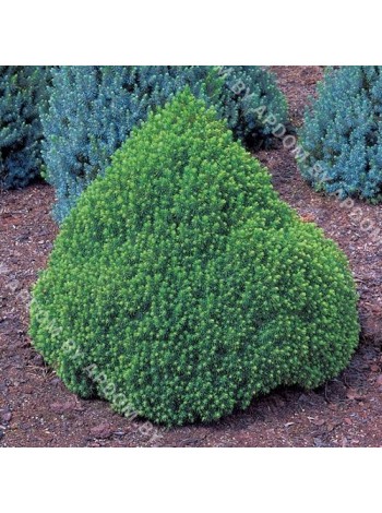 Ель канадская Альберта Глоб (Picea glauca Alberta Globe)