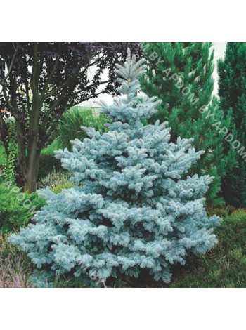 Ель колючая голубая Супер Блю Сидлинг (Picea pungens Super Blue Seedling)