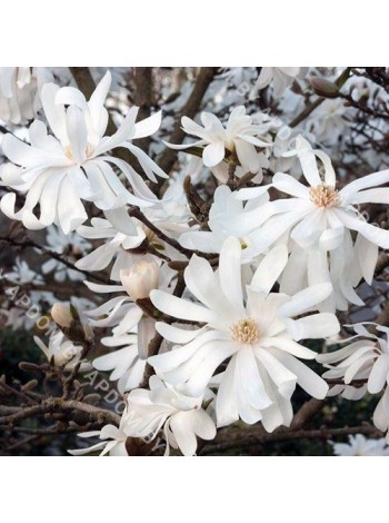 Магнолия звездчатая Роял Стар (Magnolia stellata Royal Star)