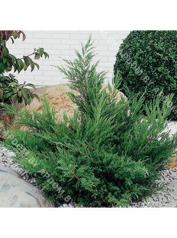 Можжевельник средний Минт Джулеп (Juniperus xpfitzeriana Mint Julep)